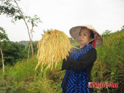 Cắt lúa chuẩn bị làm lễ mừng lúa mới.