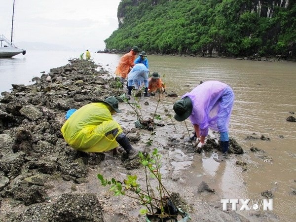 Trồng rừng ngập mặn tại vùng biển Quảng Ninh. Ảnh minh họa: TTXVN