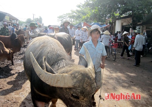 Trâu, bò khắp vùng miền tập kết về chợ Ú Đại Sơn (Đô Lương).