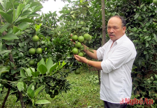 Ông Bình với vườn cam của mình.