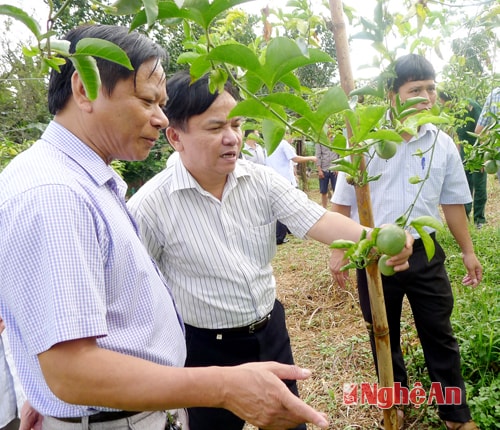 Đồng chí Đào Xuân Tuế - Phó Vụ trưởng Vụ Ngân sách, Bộ Tài chính (phải) và Đồng chí Lữ Đình Thi - Bí thư huyện ủy huyện Quế Phong (trái) thăm mô hình trồng chanh leo