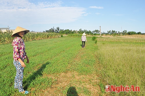 Diện tích đất sản xuất rau màu của một số hộ dân xóm 10 bị ngừng sản xuất 1 vụ