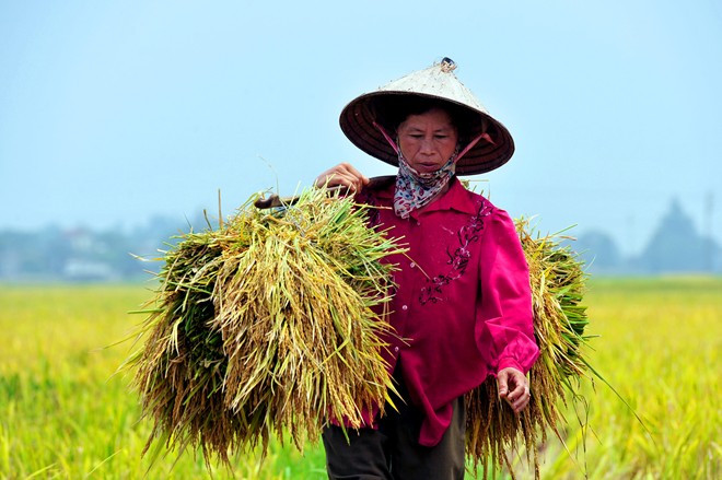 Mùa gặt trên cánh đồng ở huyện Thanh Oai.