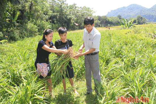 Trên địa bàn Quỳ Châu, hiện đã có gần 100 hécta cây rễ hương, góp phần chủ động cung cấp 1/3 nguyên liệu cho nghề hương trầm ở huyện