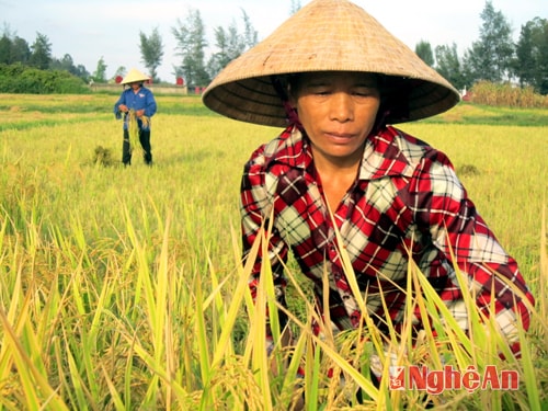 Chị Nguyễn Thị Thảo (mẹ của Mai) gặp lúa trên đồng làng.