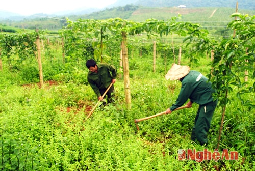 Làm cỏ cho vườn chanh leo.