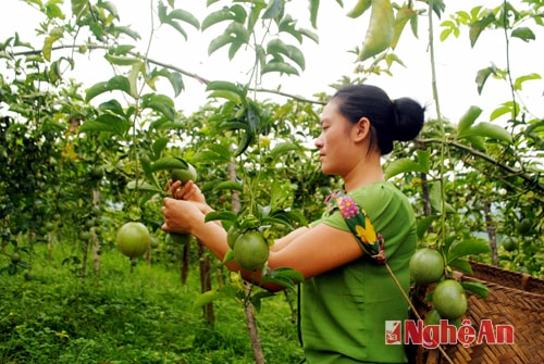 Thu hái chanh leo tại bản Yên Sơn.