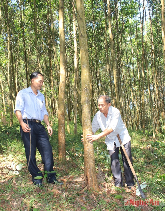 Rừng keo của ông Nguyễn Ngọc Tuấn ở bản Quỳnh 1, xã Châu Bình (Quỳ Châu)