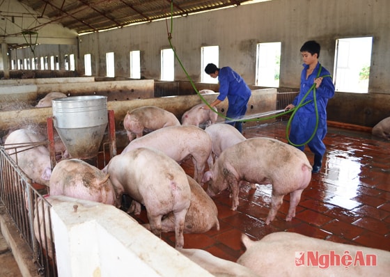 Trang trại chăn nuôi lợn nái của anh Nguyễn Quang Đại, xóm 7, Nam Xuân (Nam Đàn).