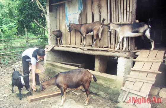 Chị Hồ Thị Châu, xóm Liên Tân, xã Thọ Hợp (Quỳ Hợp) chăm sóc đàn dê sinh sản.