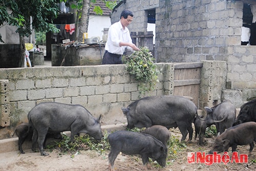 Ông Nguyễn Như Phúc chăm sóc đàn lợn rừng.