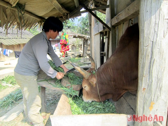 Chăn nuôi bò nhốt ở bản Nậm Khiên, xã Nậm Càn  (Kỳ Sơn). Ảnh: Công Kiên