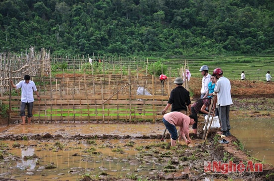 Cán bộ khuyến nông huyện Quế Phong hướng dẫn người dân bản Minh Châu làm ruộng nước theo chương trình 30a.