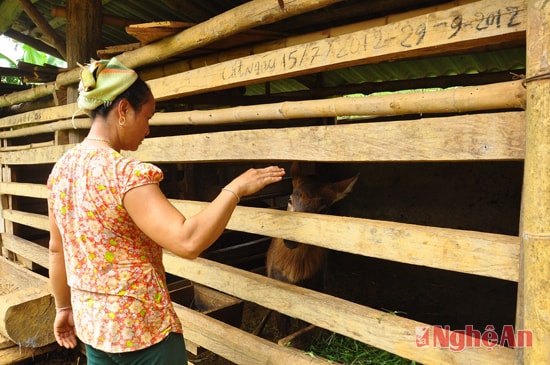 Hộ gia đình chị Vy Thị May (bản Yên Sơn) còn nuôi thêm hươu để lấy nhung, tăng thu nhập