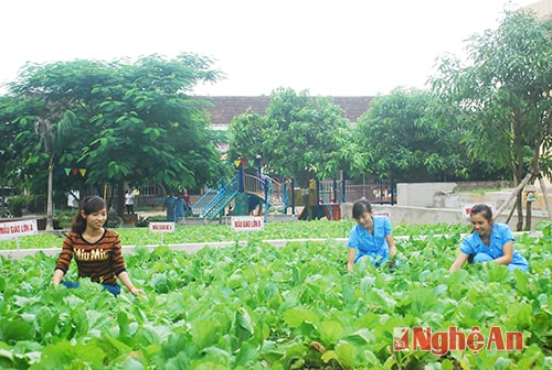 Vườn rau sạch đủ cung cấp cho cô trò