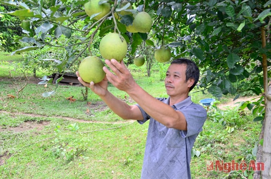 Các mô hình trồng trọt, chăn nuôi có hiệu quả trên địa bàn huyện Kỳ Sơn.