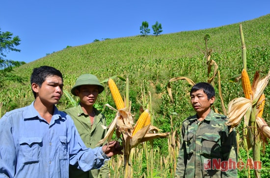 Được mùa ngô ở bản Hòa Sơn, xã Tà Cạ (Kỳ Sơn).