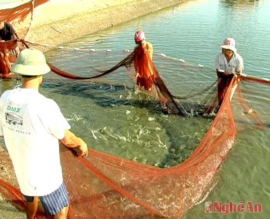 Thu hoạch tôm vụ 2 ở Quỳnh Lưu.