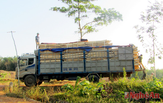 Phương tiện vận tải cơi nới thành thùng bốc gỗ keo tại địa bàn huyện Nghĩa Đàn (ảnh chụp vào lúc 15 giờ, ngày 2/10/2014).