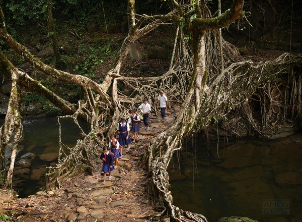 29. Cầu Rễ cây, Ấn Độ