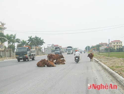 Tình trạng trâu bò nằm trên đường Quốc lộ 1A ảnh hưởng cho người tham gia giao thông