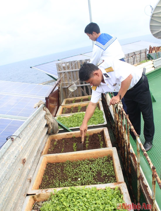 Sau ca trực, anh cùng đồng đội chăm sóc rau xanh trên nhà giàn. Rau được trồng trong những hộp xốp, đất và giống được đưa từ đất liền ra