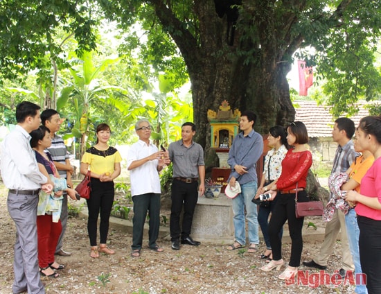 Khách tham quan các cây thị di sản tại xã Nghi Thịnh (Nghi Lộc)
