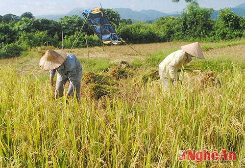 Trên đồng lúa.