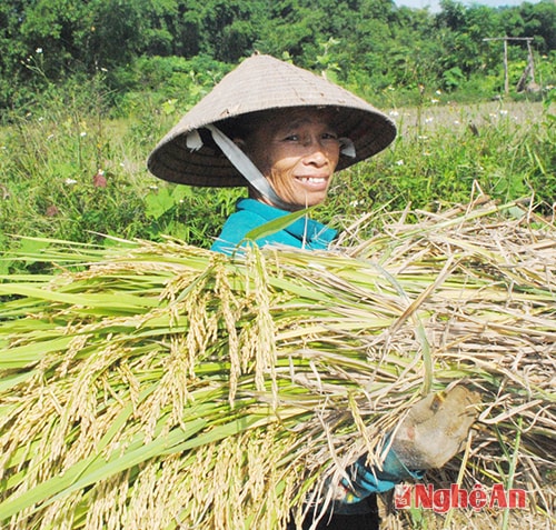 Chuyển lúa đến nơi tuốt.