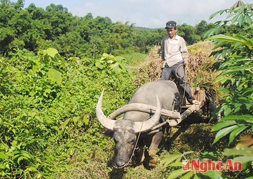 Dùng xe bò lốp chuyển lúa về nhà.