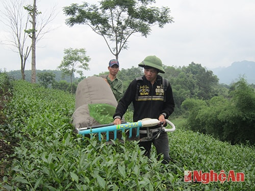 Người dân bản Cẩm Hòa thu hoạch chè bằng máy.