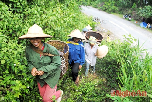 Những ngày này, đông đảo người dân mang gùi lên nương rẫy để gặt lúa.