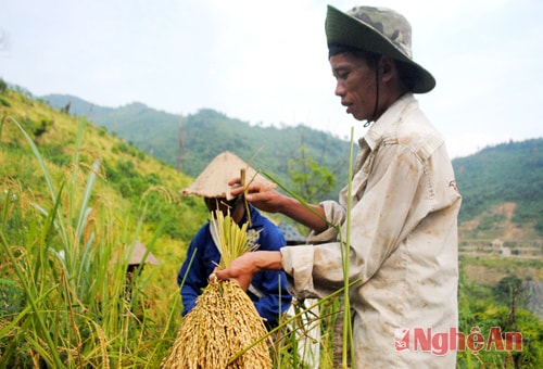 Đối với bà con dân bản huyện Tương Dương, do địa hình đồi núi là chủ yếu vì thế bà con dân bản phải phát nương làm rẫy là chủ yếu.