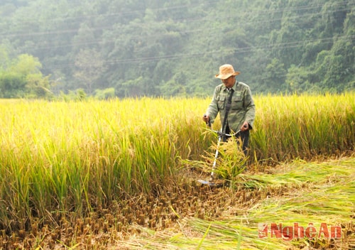 Trên những đám ruộng bậc thang, người dân địa phương huyện Tương Dương đã biết sử dụng các loại máy gặt mini để gặt lúa, mang lại hiệu quả cao.