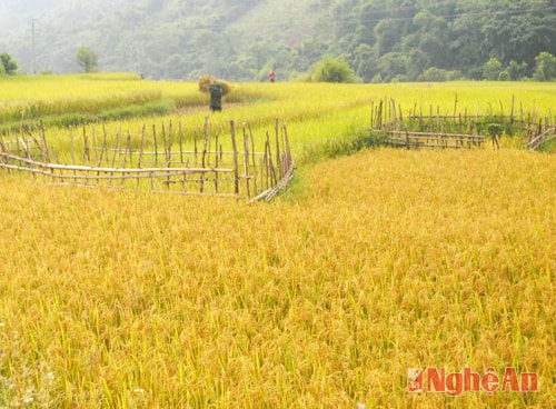 Lúa trên những thửa ruộng bậc thang đã chín vàng trải dài trên các sườn núi nơi đại ngàn.