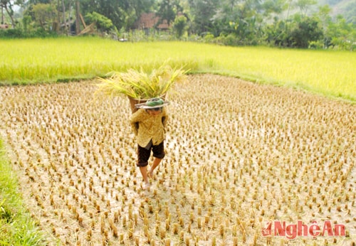 Dùng gùi vận chuyển lúa đến nơi tập kết lúa để tuốt.