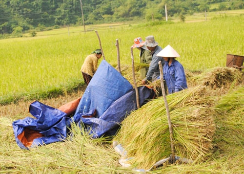 Tuốt lúa giữa đồng.