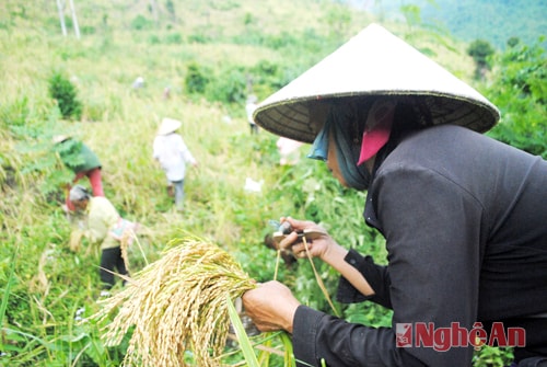 Niềm vui ngày mùa.