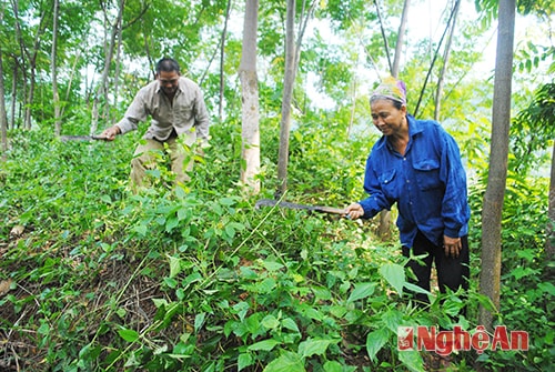 Người dân chăm sóc, bảo vệ rừng ở xã Yên Na, huyện Tương Dương.