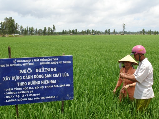Giảm số lượng, nâng cao chất lượng là giải pháp ưu tiên của ngành nông nghiệp giúp nhà nông nâng cao được thu nhập.