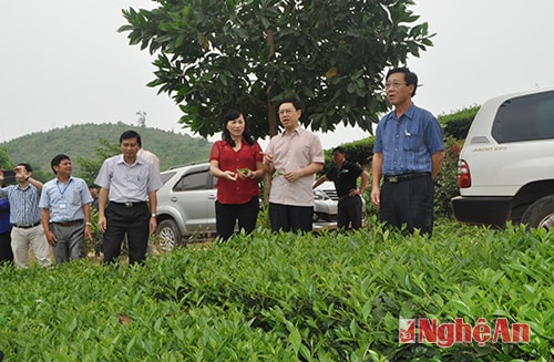 Đoàn khảo sát vùng nguyên liệu chè xã Hùng Sơn