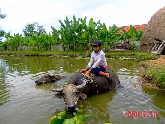 Công việc hàng ngày của Oanh.