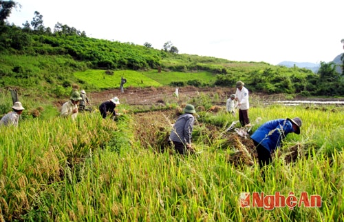 Thu hoạch lúa ở thung lũng Ka Trên (xã Na Ngoi, Kỳ Sơn).