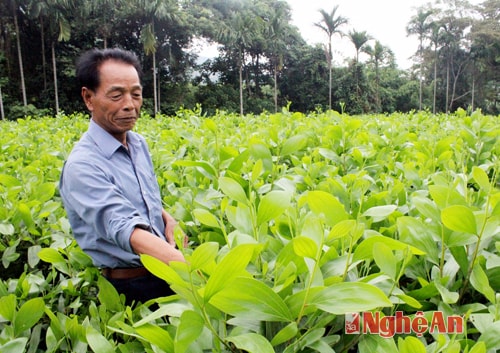Ông Lê Văn Ba chăm sóc keo giống.