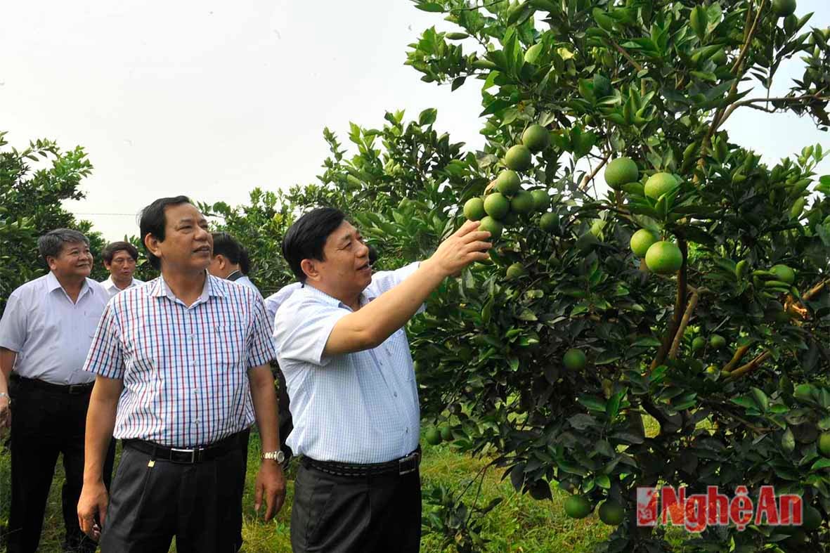 Xem vườn cam của bà con xã Nghĩa Hiếu