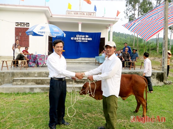 Chủ tịch hội nông dân xã Quỳnh Mỹ, ông Ngô Quang Quỳnh đang trao bò cho ông Bùi Văn Lưu.