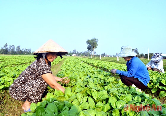 Sản xuất rau vụ đông ở xóm 10, xã Nghi Kim, TP. Vinh.