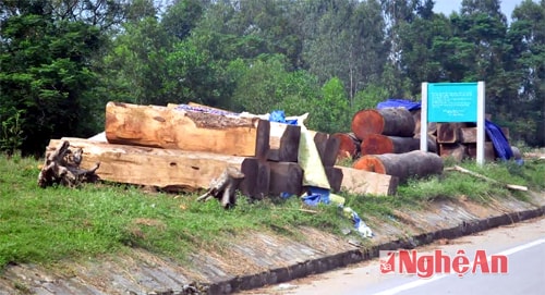 Điểm tập kết gỗ trên đê tại khu vực khối Tây Hồ, thị trấn Nam Đàn cách Hạt quản lý đê điều Nam Đàn chưa đến 30m.