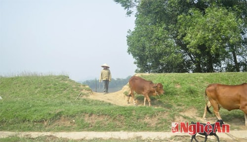 Mở lối đi qua thân đê (ảnh chụp tại địa bàn xã Thanh Đồng, Thanh Chương)