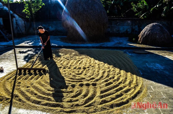 Bóng nắng (ảnh chụp tại Hưng Nguyên). Ảnh: Cao Đông